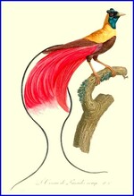 IV - Armure de l'oiseau du paradis (Apus Cloth)