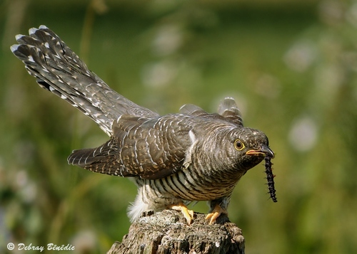 Bébés chouettes