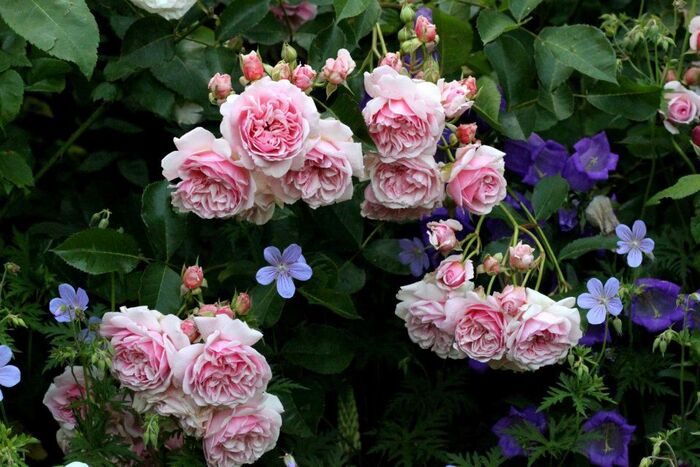 Association de plantes : autour du géranium Blue Cloud