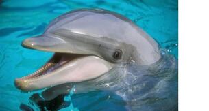 Résultat de recherche d'images pour "image de dauphin"