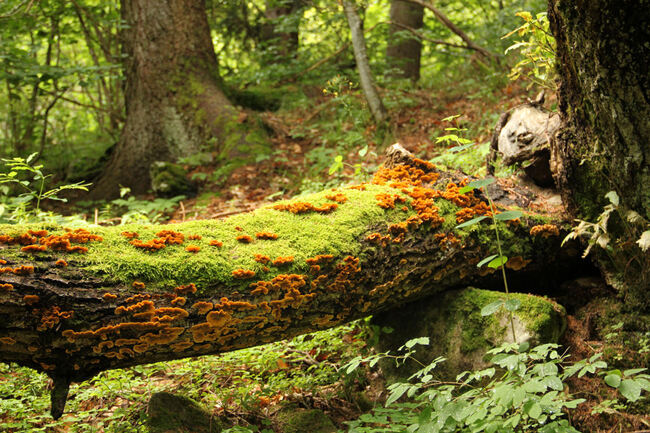 Au bord du chemin... mousses et lichens