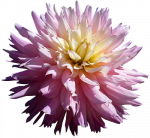 Tubes PNG de fleurs