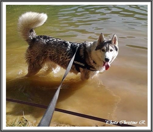 Husky et eau