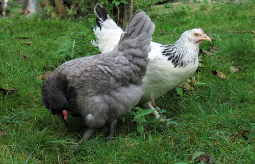 La petite poule blanche