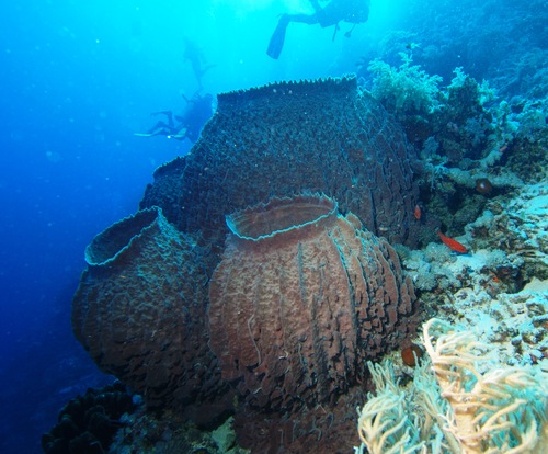 Démosponges ''Barrel sponge'' (Xestospongia testudinaria)