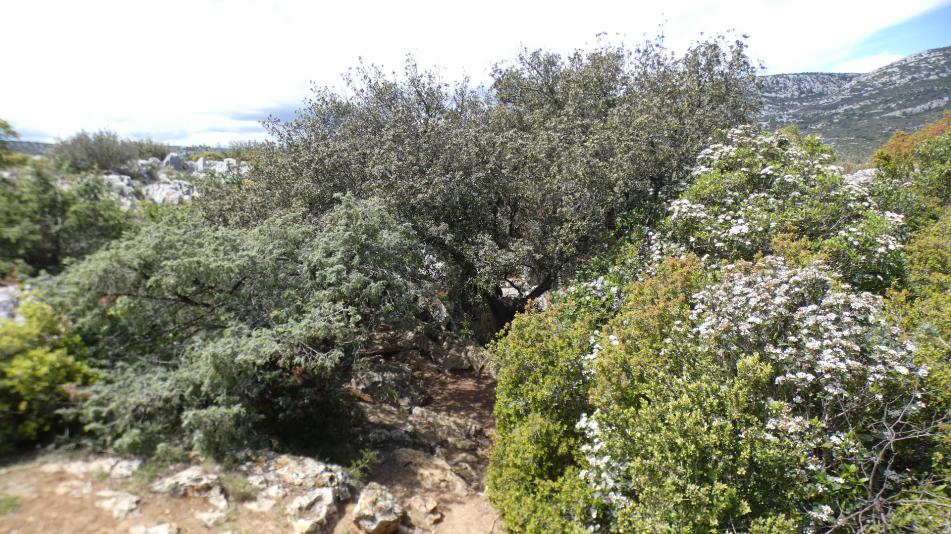 Peut être une image de amélanchier et arbre