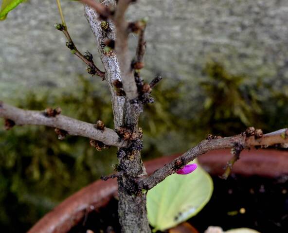 Bourgeons et fleurs de l'arbre de Judée et violettes en octobre  !!