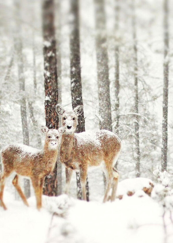 Coucou !