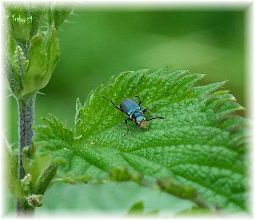 Un petit tour de jardin entre deux averses ....