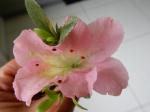 Identification par les fleurs !