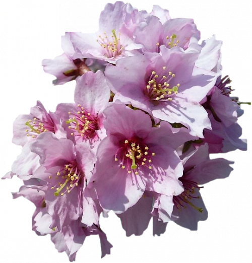Tubes Fleurs