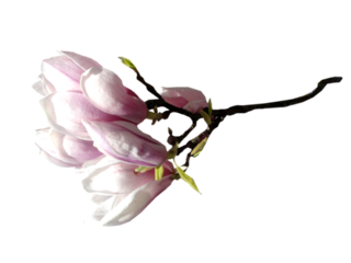 Fleur magnolia