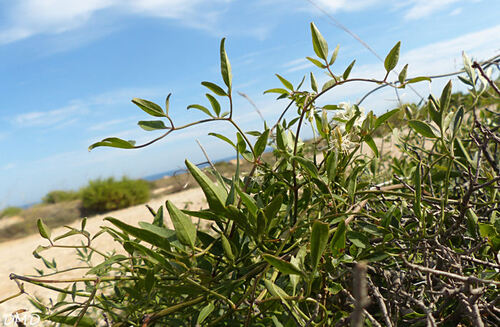 Clematis flammula  -  clématite brûlante