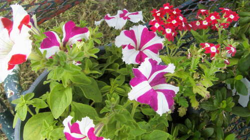 Quelques fleurs de mon jardin :-)