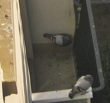 FAMILLE-PIGEON-001.JPG