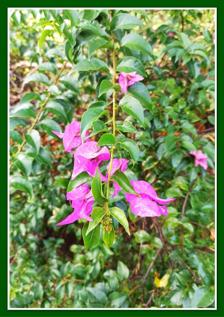 Guadeloupe - Ile de Basse-Terre : Jardin botanique de Deshaies - 2