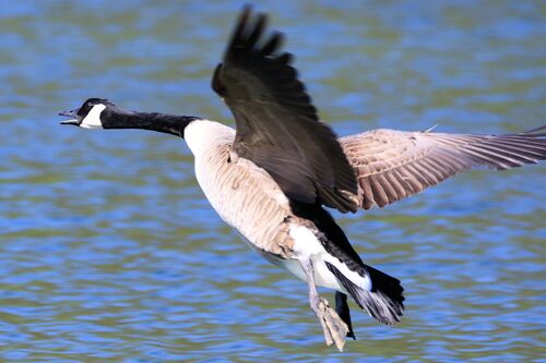 Bernache du Canada Canada Goose)