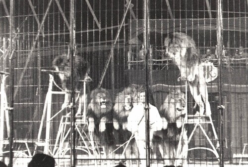 les lions du cirque Jean Richard présentés en 1977 par Daniel Suskow