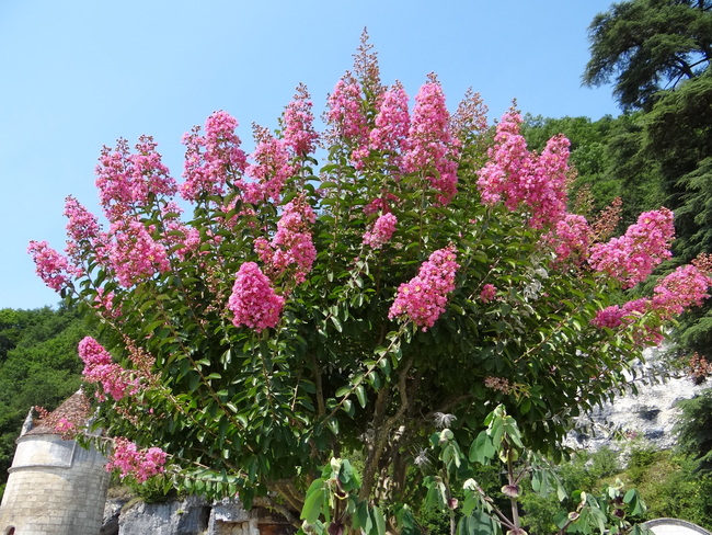 Lagestroemia ou Lilas des Indes