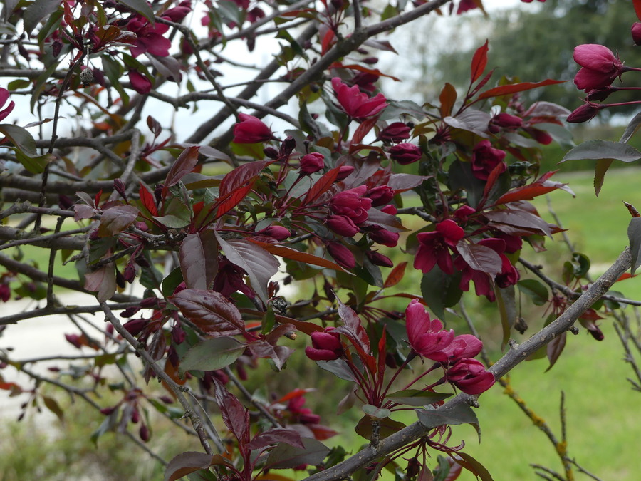 DERNIERE  NEIGE  ET  PETITES  FLEURS  PRINTANIERES 