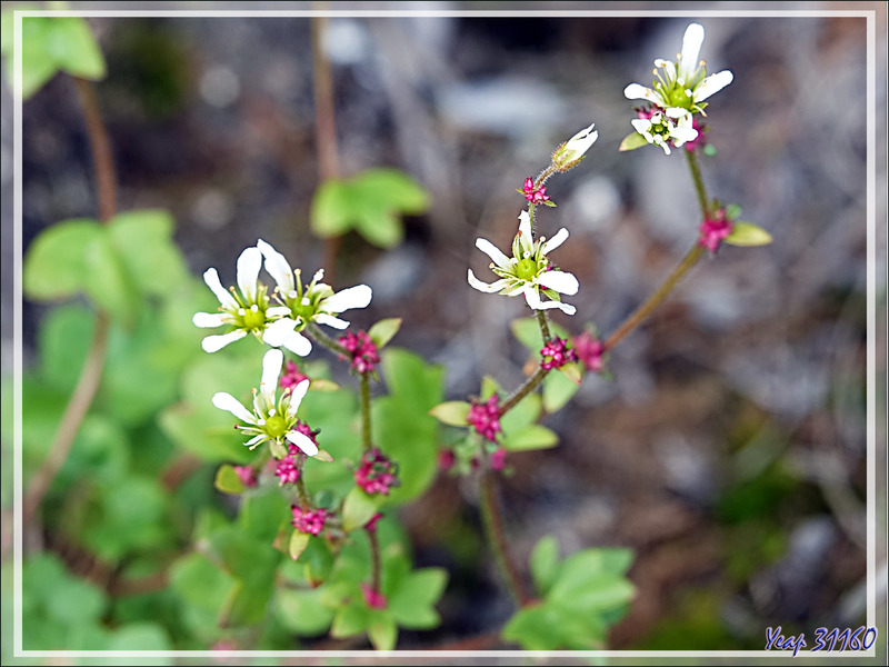 Deux petites fleurs blanches indéterminées - Sermermiut - Baie de Disko - Groenland