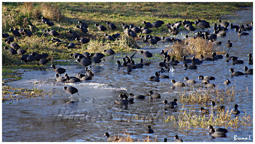 marais de Goulaine