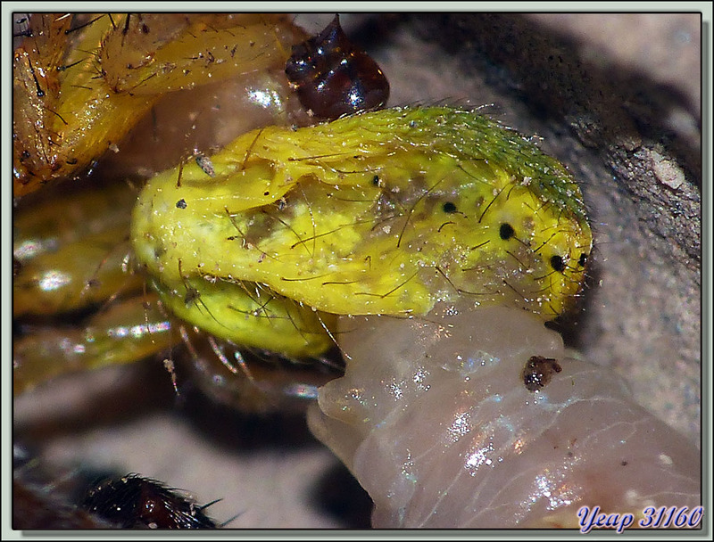 La saga de la Pélopée courbée (Sceliphron curvatum), guêpe chasseuse d'araignées (partie 3) - Verdun-sur-Ariège - 09