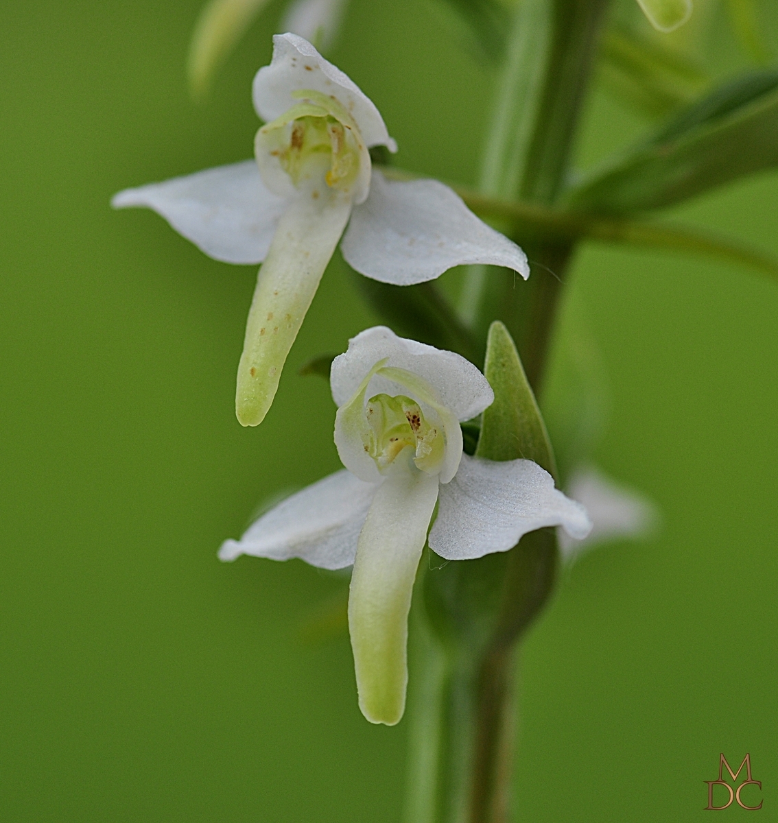  Orchis à deux feuilles