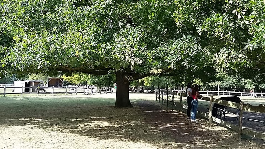 Le parc des bordes - les ânes