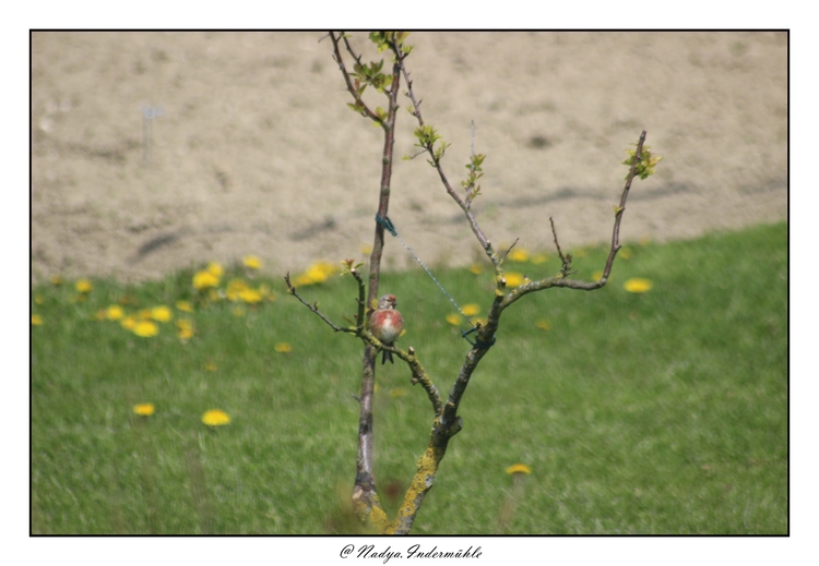 Linotte mélodieuse