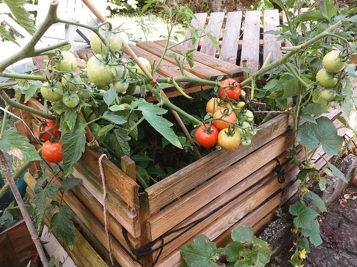 bientôt la récolte !/Harvesting soon !