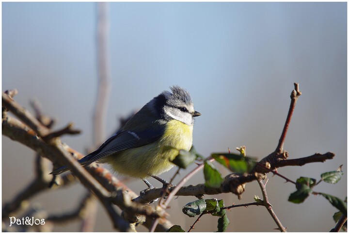 Mésange bleu