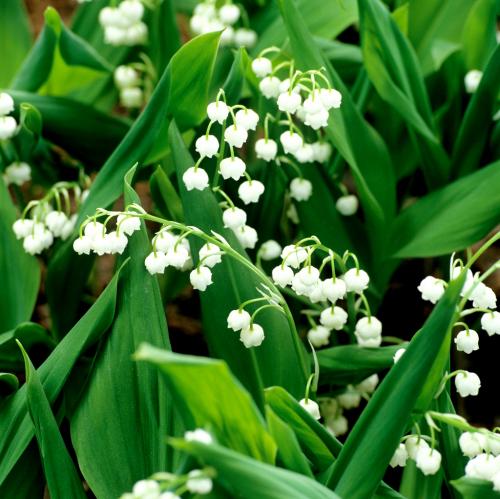 Fleurs cultivées : Muguet