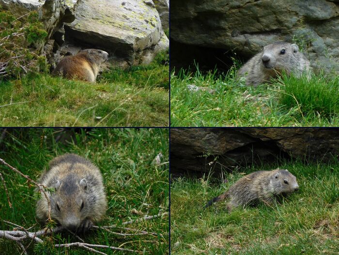 * Col de PORTE-PUYMORENS les marmottes