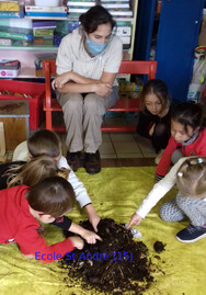 Les petites bêtes du compost