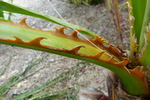 washingtonia filifera (ou robusta) - le rescapé
