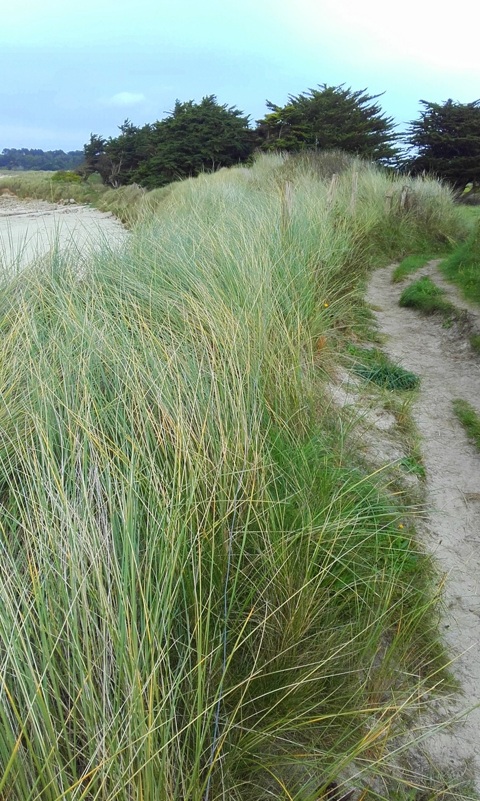 à travers gréve   ( la promeneuse )