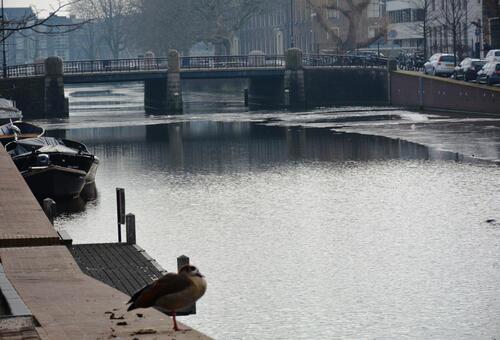 Le canal Nieuwe Gracht à Haarlem