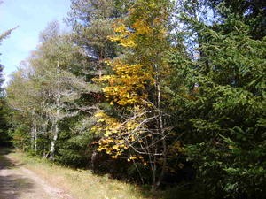 chemin-de-Stevenson--octobre-2007-012.jpg