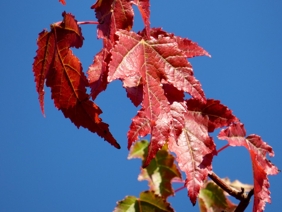 En couleur, la nature