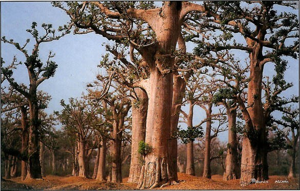 Forêt de baobabs