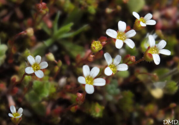 Saxifraga tridactylites  -  saxifrage tridactyle - saxifrage à trois doigts