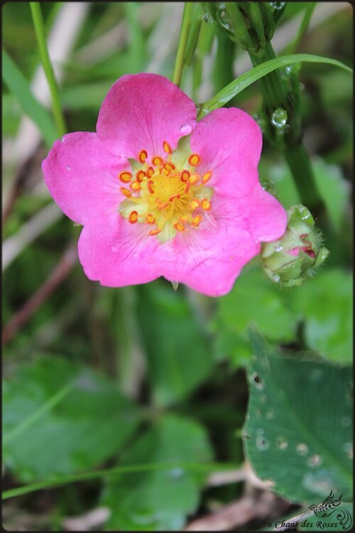 Promenade de fleurs en fleurs(2)