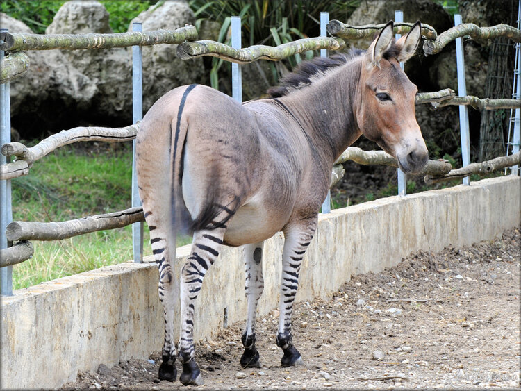 Photo de Zébrâne (Ferme Exotique-Cadaujac)