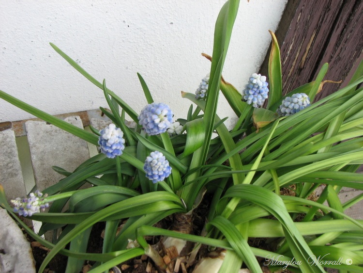 Quelques plantes