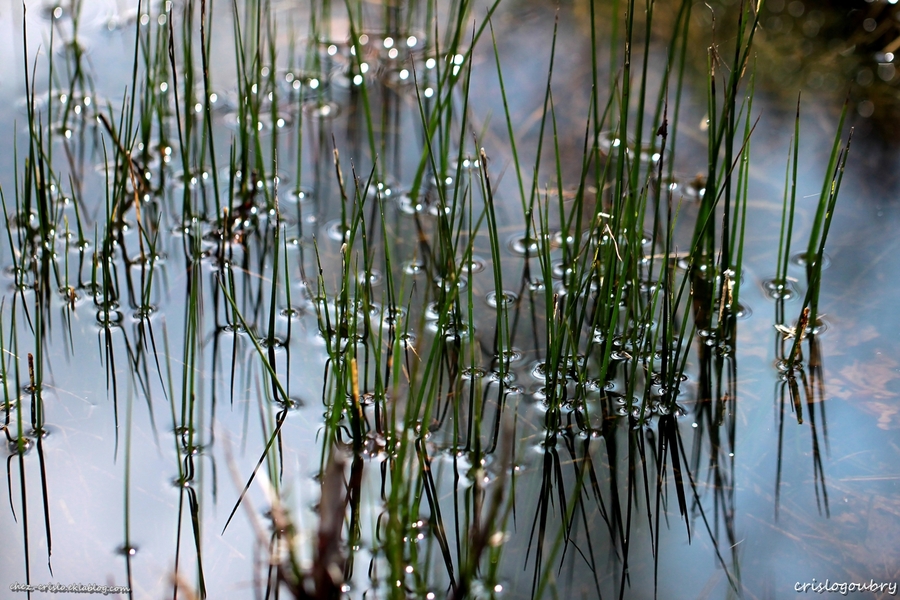 A fleur d'eau