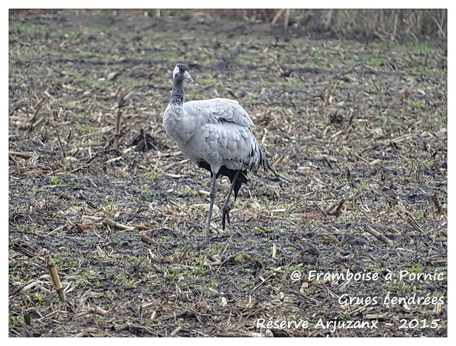 Grues cendrées réserve d'Arjuzanx 2015