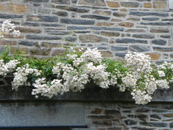 Le jardin de la rue du Lin 