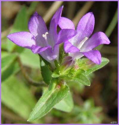 Campanule agglomérée