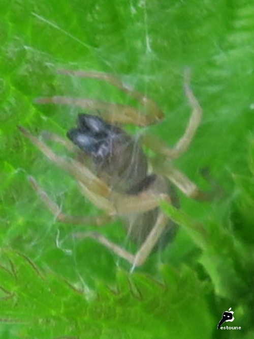 Gnaphosidae dans sa toile spermatique 